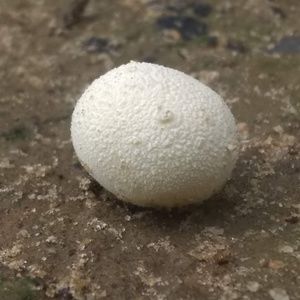 Meet your Posher, Kelley